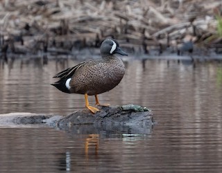 Blue-winged Teal, ML616508823