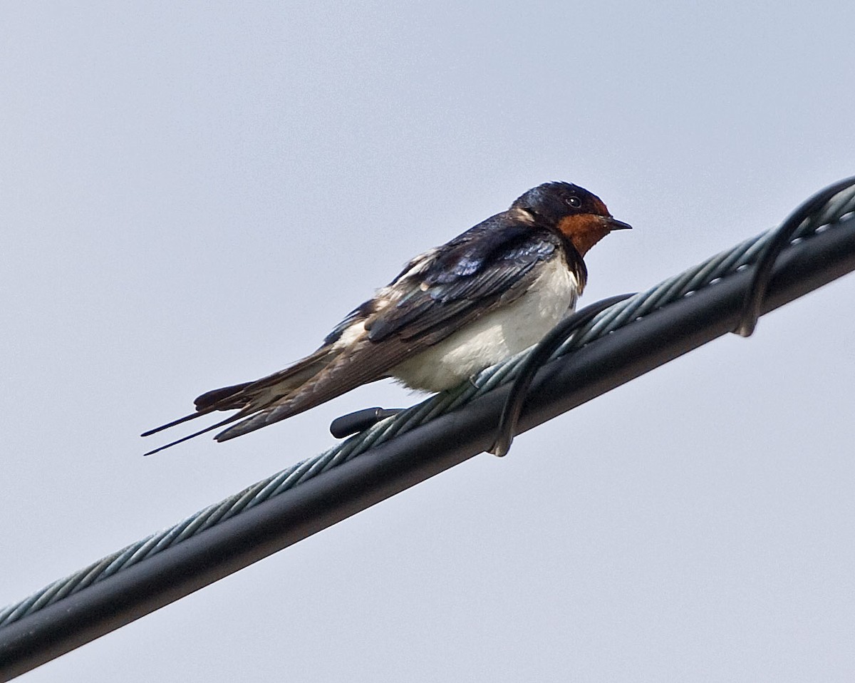 Barn Swallow (Buff-bellied) - ML616508857