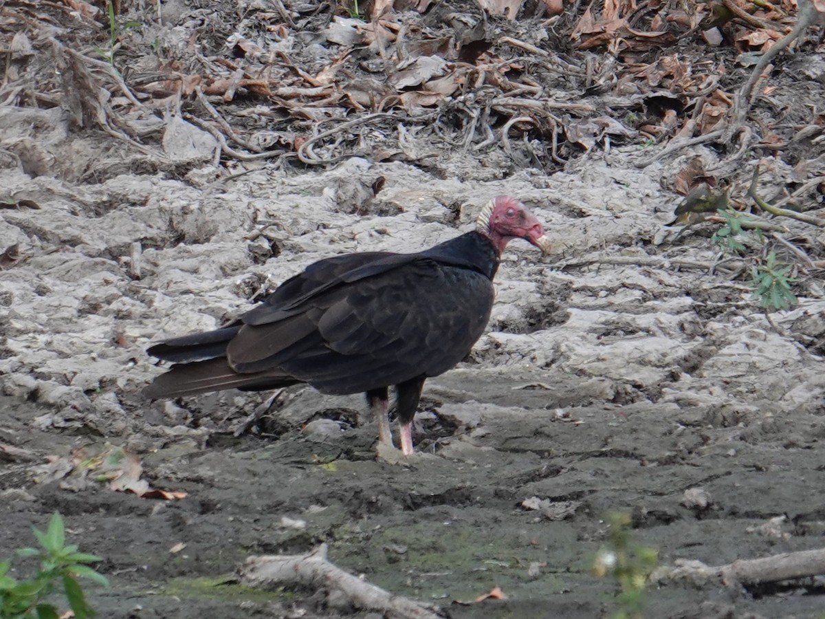 Lesser Yellow-headed Vulture - ML616508859