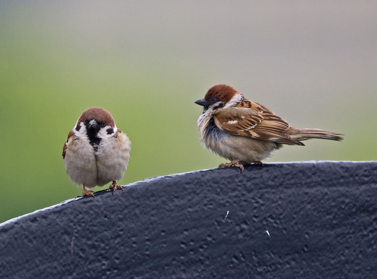Eurasian Tree Sparrow - ML616508864