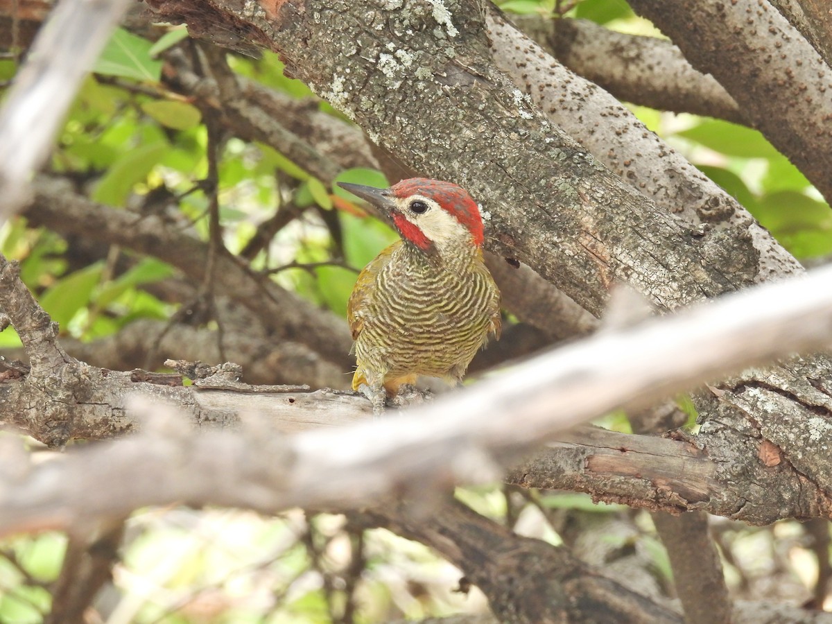 Golden-olive Woodpecker - ML616508877