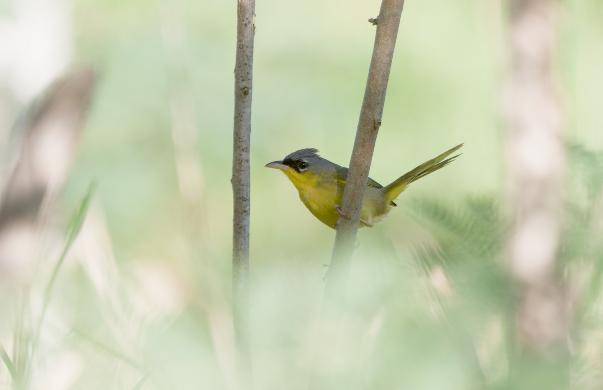 Gray-crowned Yellowthroat - Kent Ross