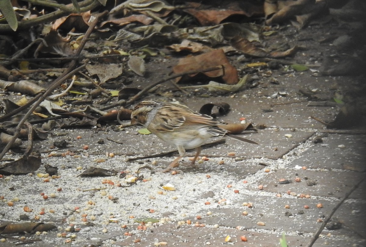 Clay-colored Sparrow - ML616508892