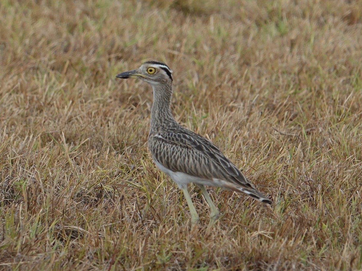 Double-striped Thick-knee - ML616508899