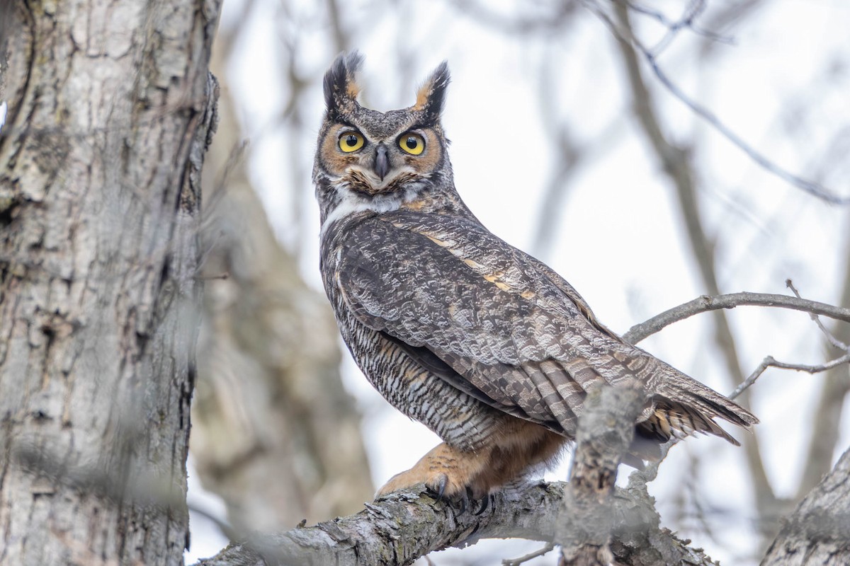 Great Horned Owl - ML616508902