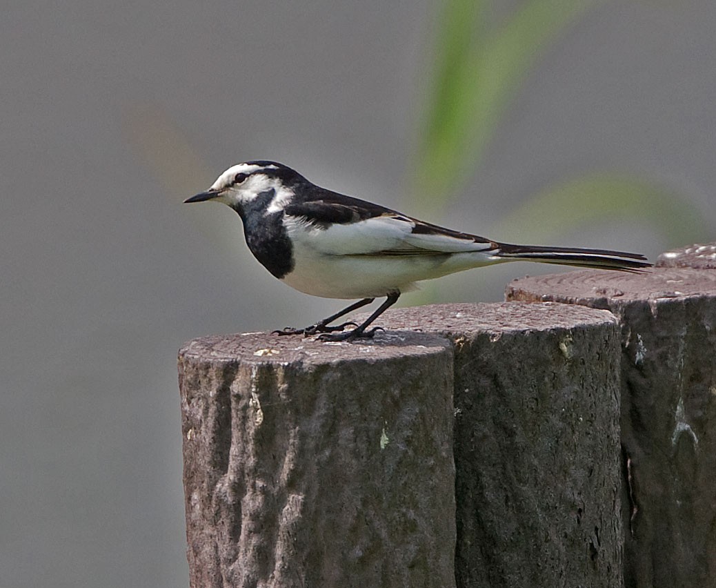 White Wagtail (Black-backed) - ML616508908