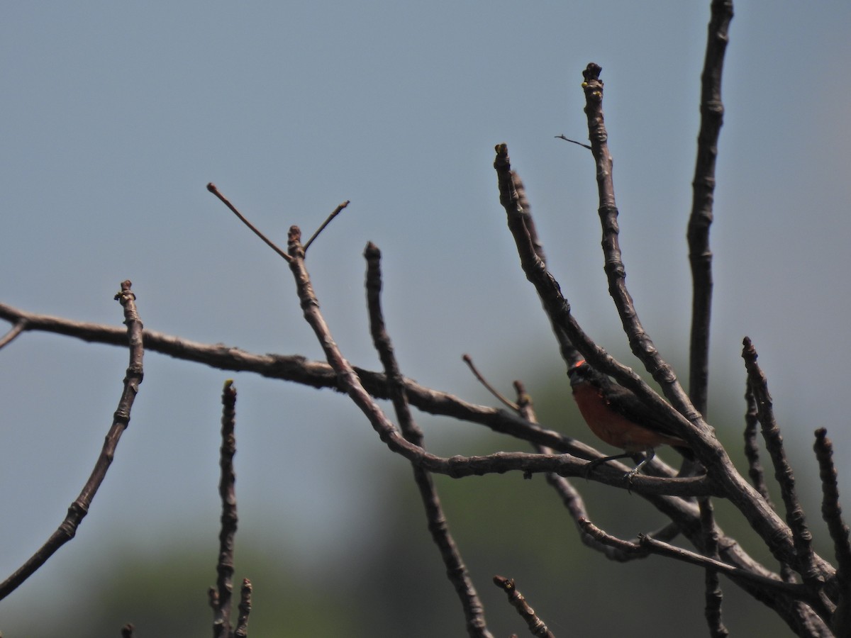 Crimson-breasted Finch - ML616508914