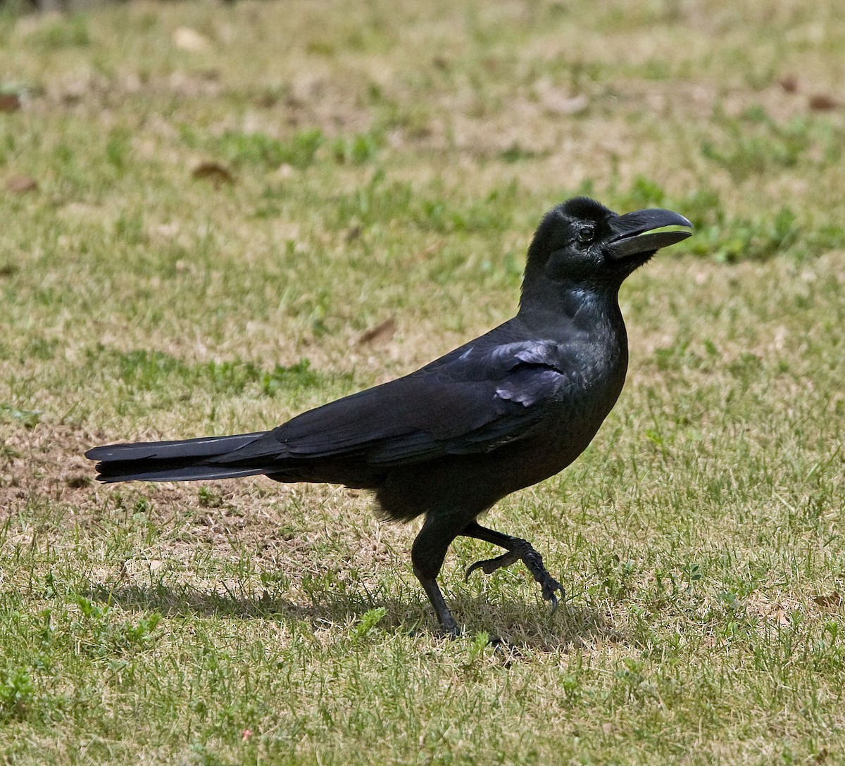 Large-billed Crow (Large-billed) - Graham Ekins