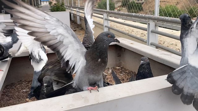 Rock Pigeon (Feral Pigeon) - ML616509155