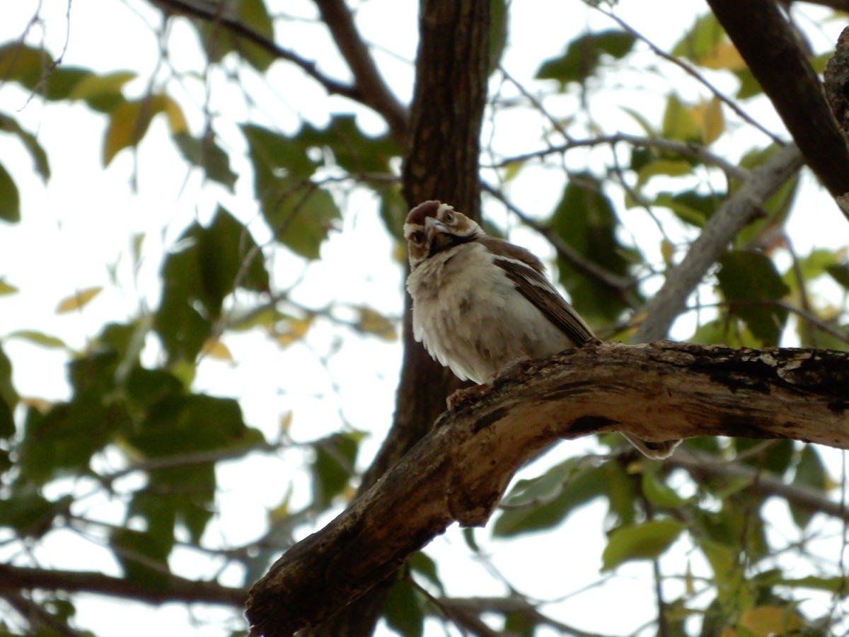 Chestnut-crowned Sparrow-Weaver - ML616509160