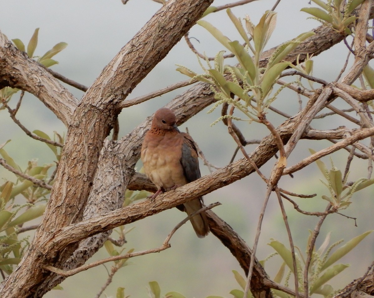 Laughing Dove - ML616509162