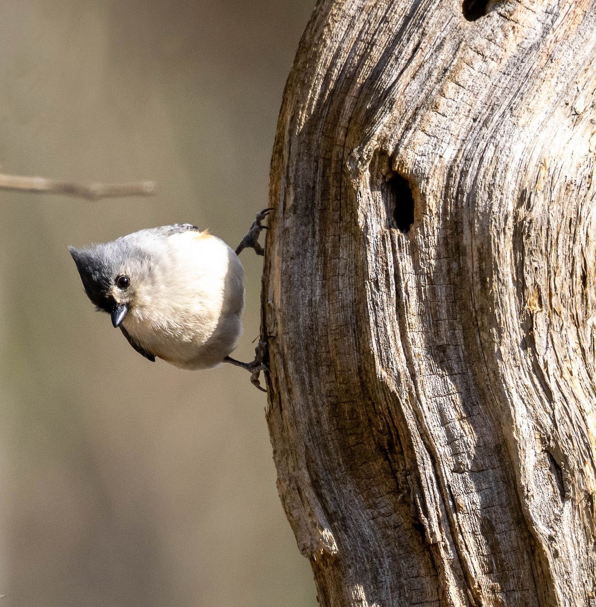 Tufted Titmouse - Pam Geiger