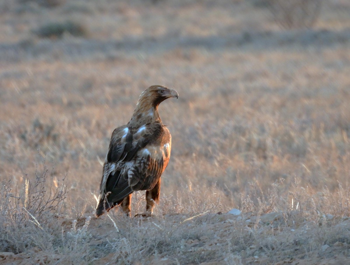 Wedge-tailed Eagle - ML616509200