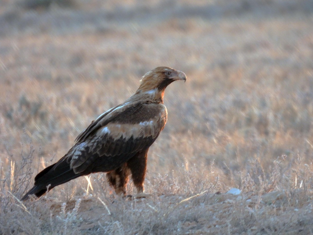 Wedge-tailed Eagle - ML616509202