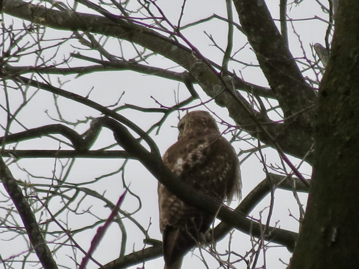 Red-tailed Hawk - ML616509228