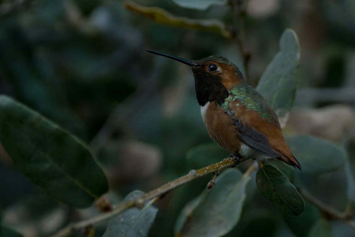 Allen's Hummingbird - ML616509294