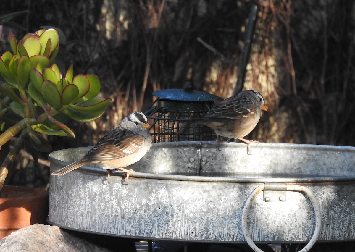 White-crowned Sparrow - Chris Dean