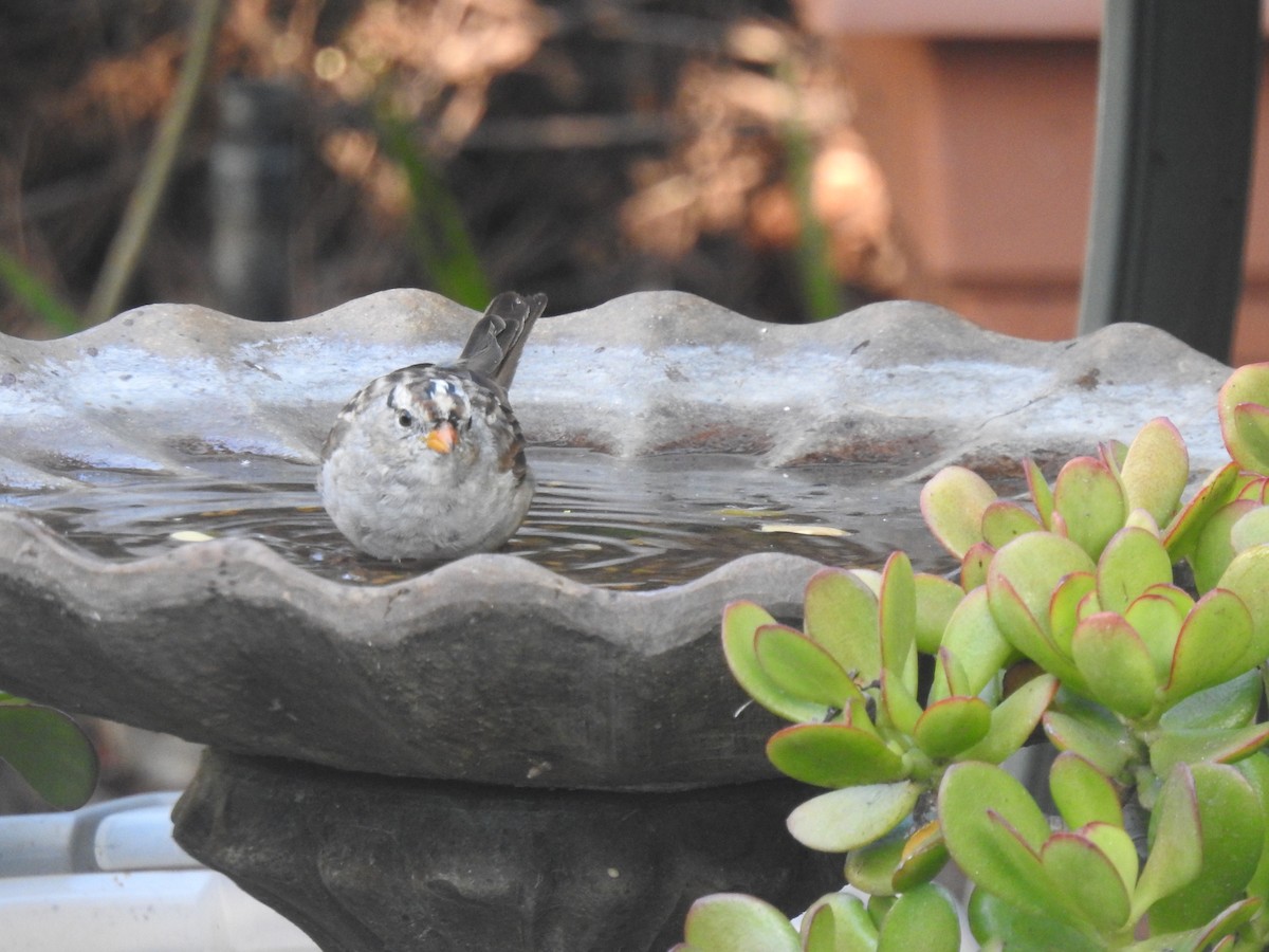 White-crowned Sparrow - ML616509339