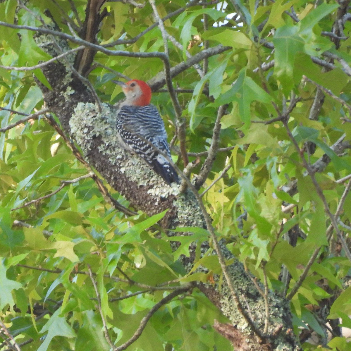 Red-bellied Woodpecker - ML616509367