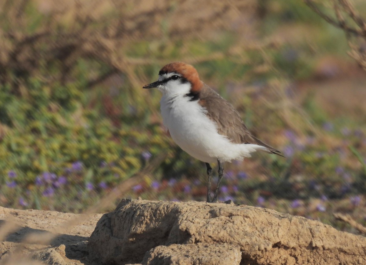 Red-capped Plover - ML616509494