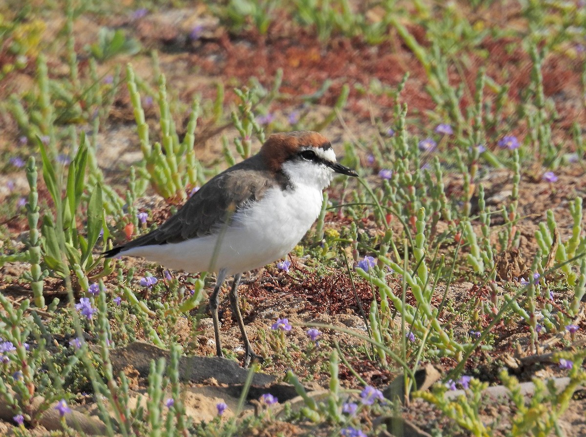 Red-capped Plover - ML616509496