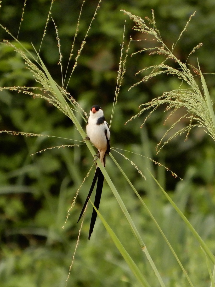 Pin-tailed Whydah - ML616509503