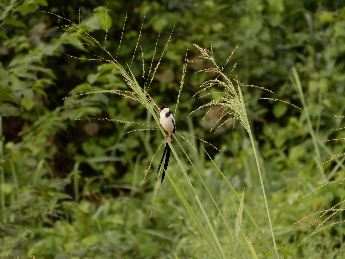 Pin-tailed Whydah - ML616509516