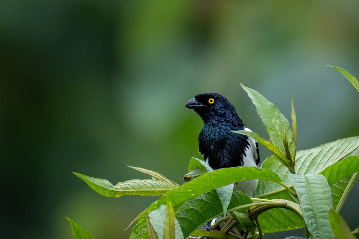 Magpie Tanager - ML616509517