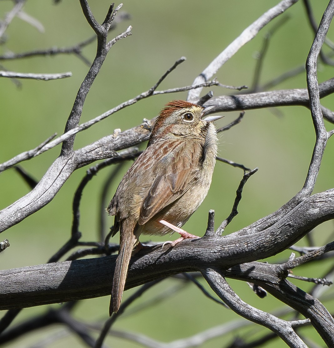 Rufous-crowned Sparrow - ML616509563