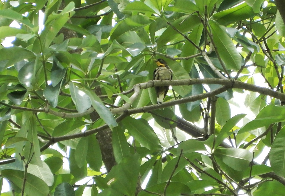 Yellow-throated Cuckoo - ML616509564