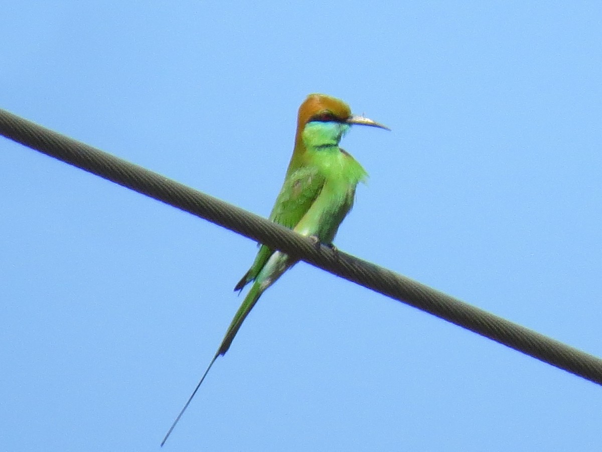 Asian Green Bee-eater - ML616509565