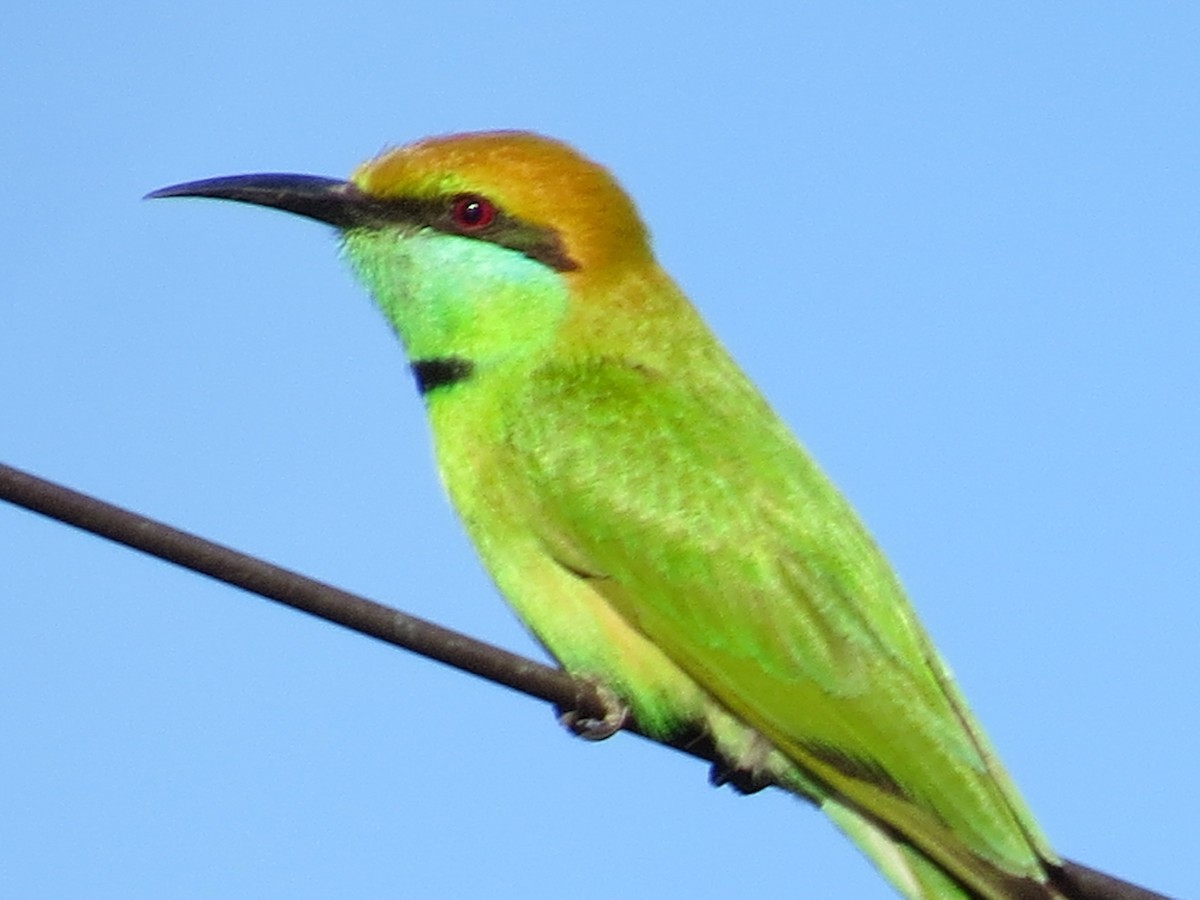 Asian Green Bee-eater - ML616509570