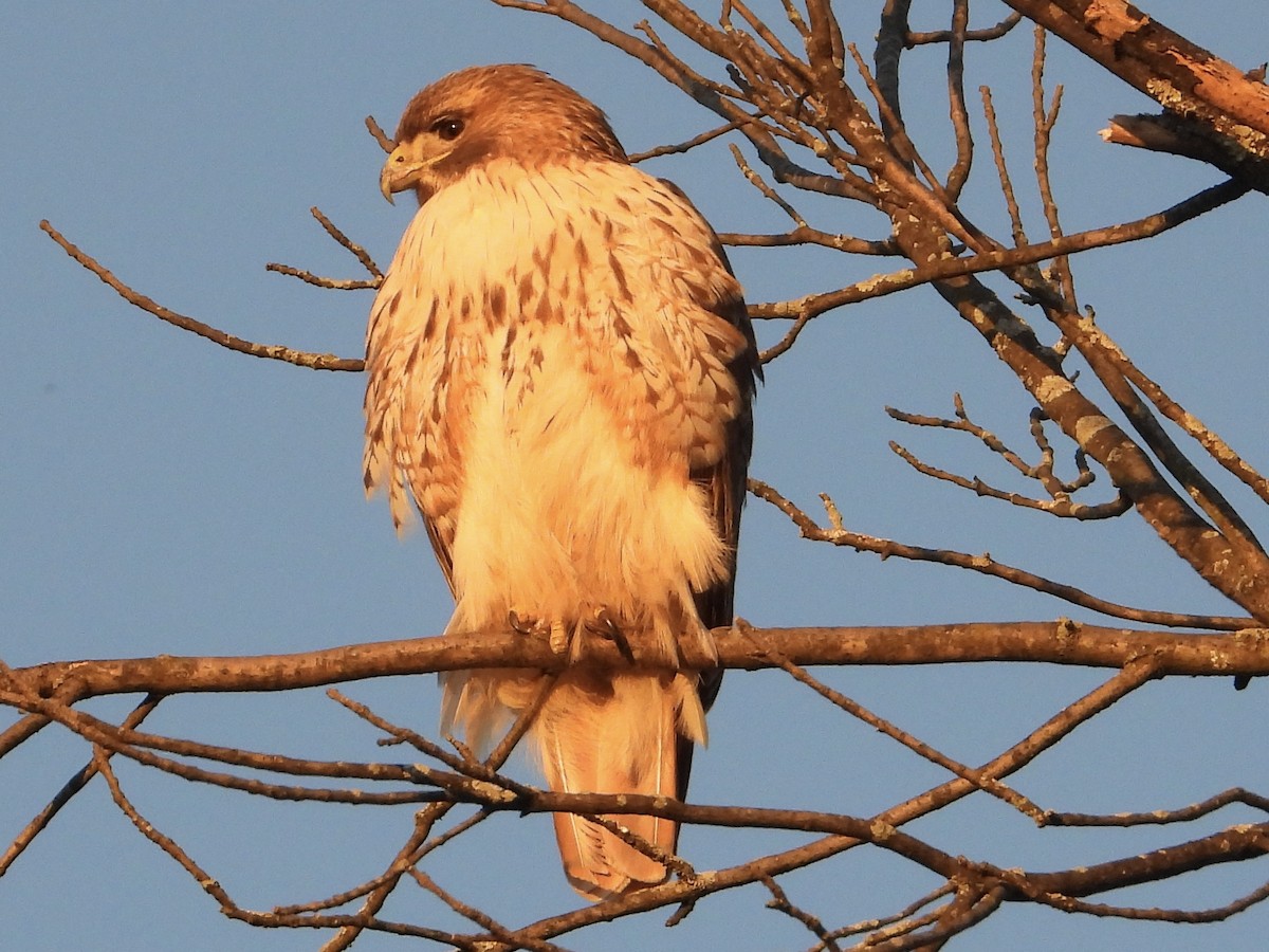 Red-tailed Hawk - ML616509618