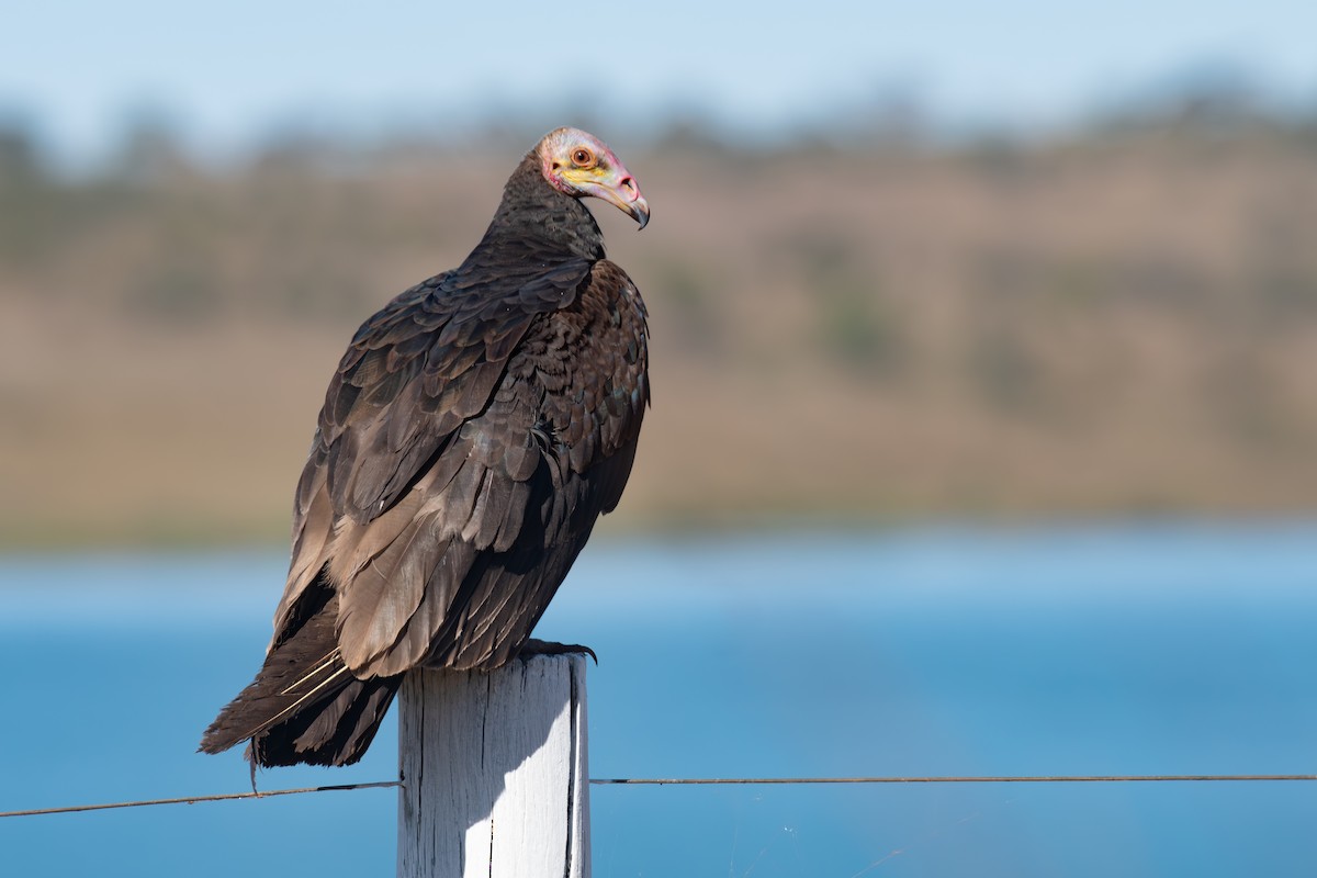Lesser Yellow-headed Vulture - Victor Castanho
