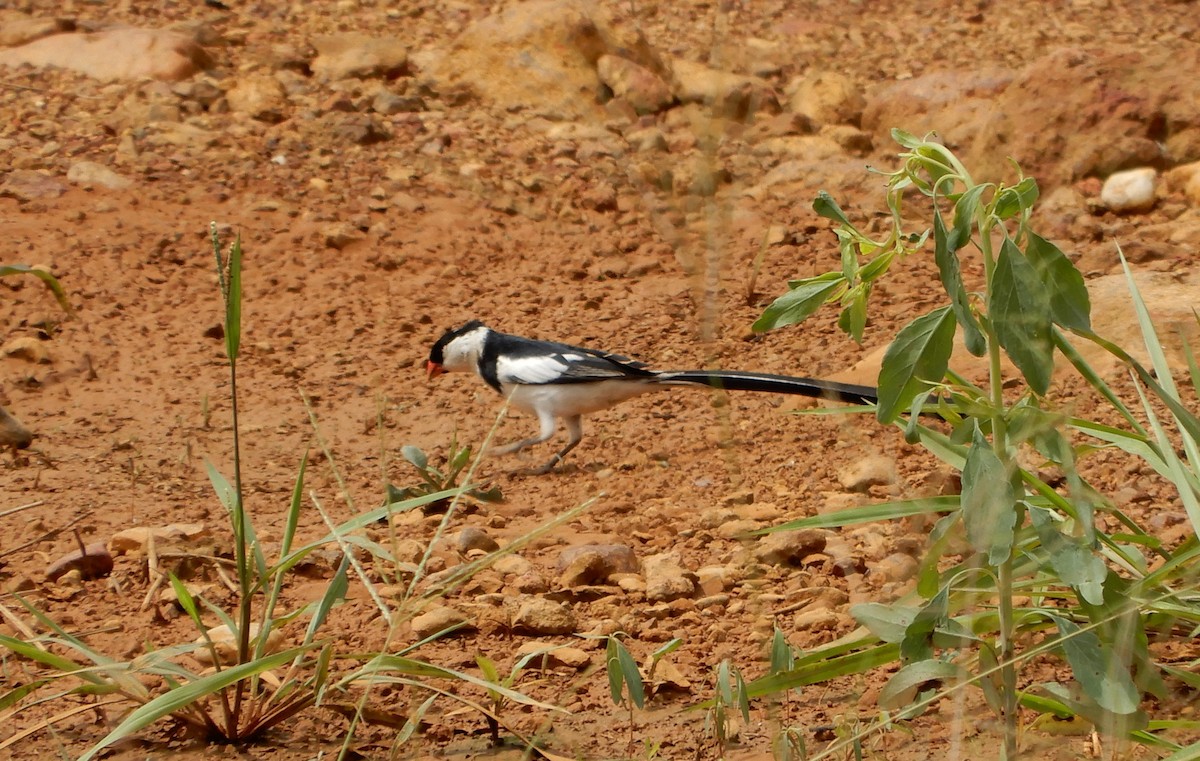 Pin-tailed Whydah - ML616509816