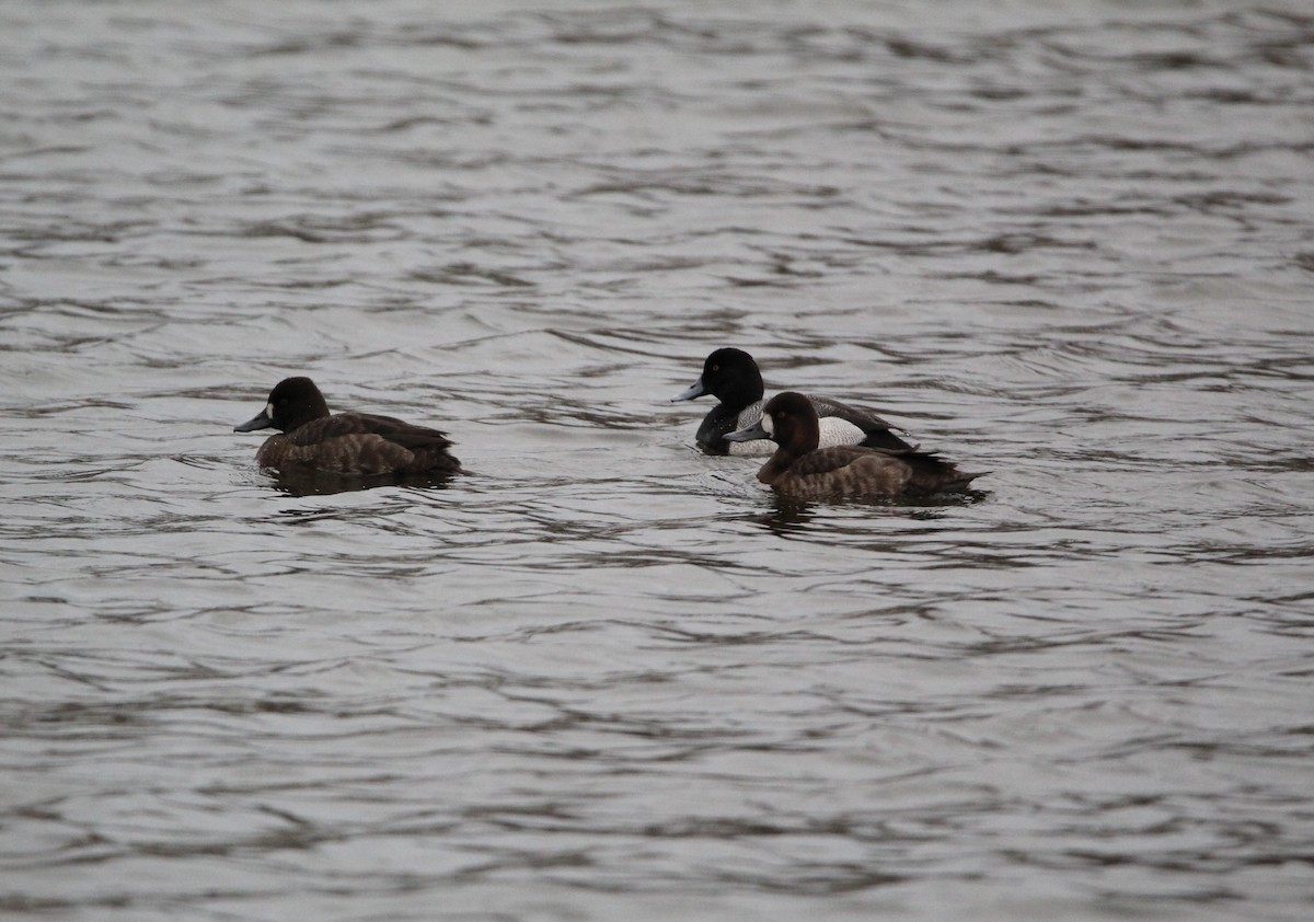 Greater Scaup - ML616509872