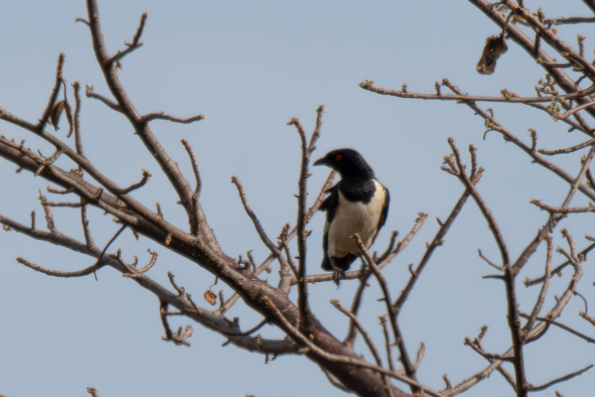 Magpie Starling - ML616509893