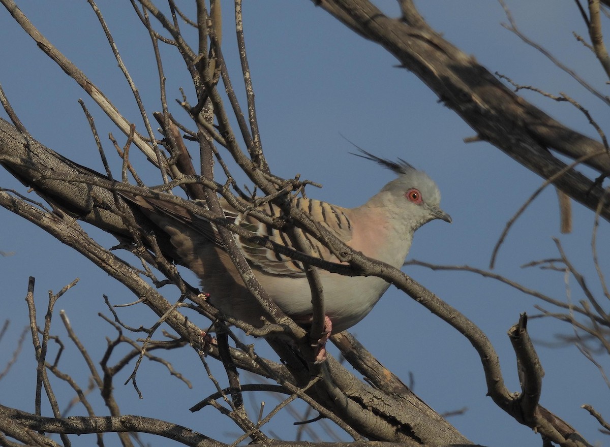 Crested Pigeon - ML616509927