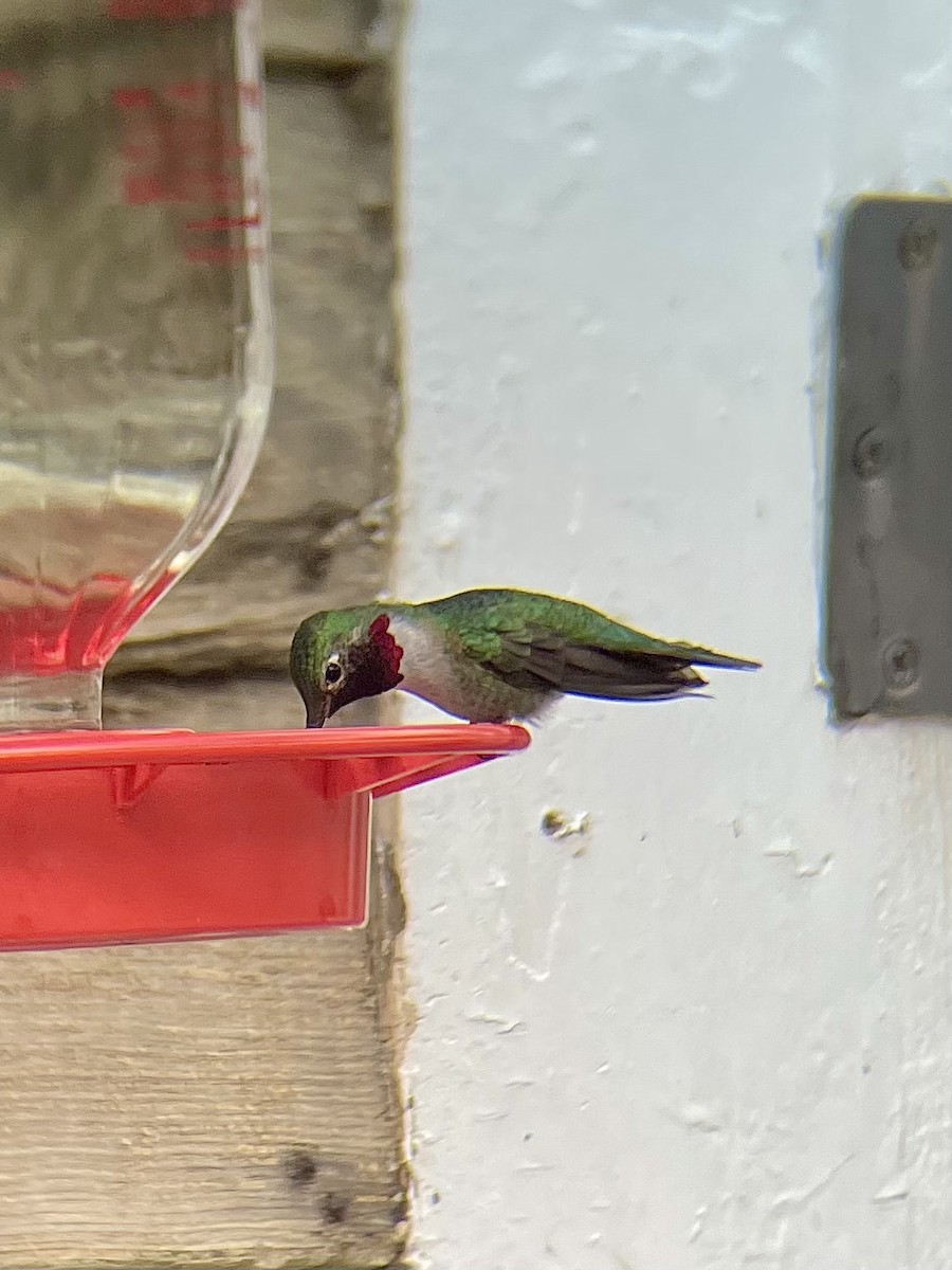 Broad-tailed Hummingbird - James Kachline