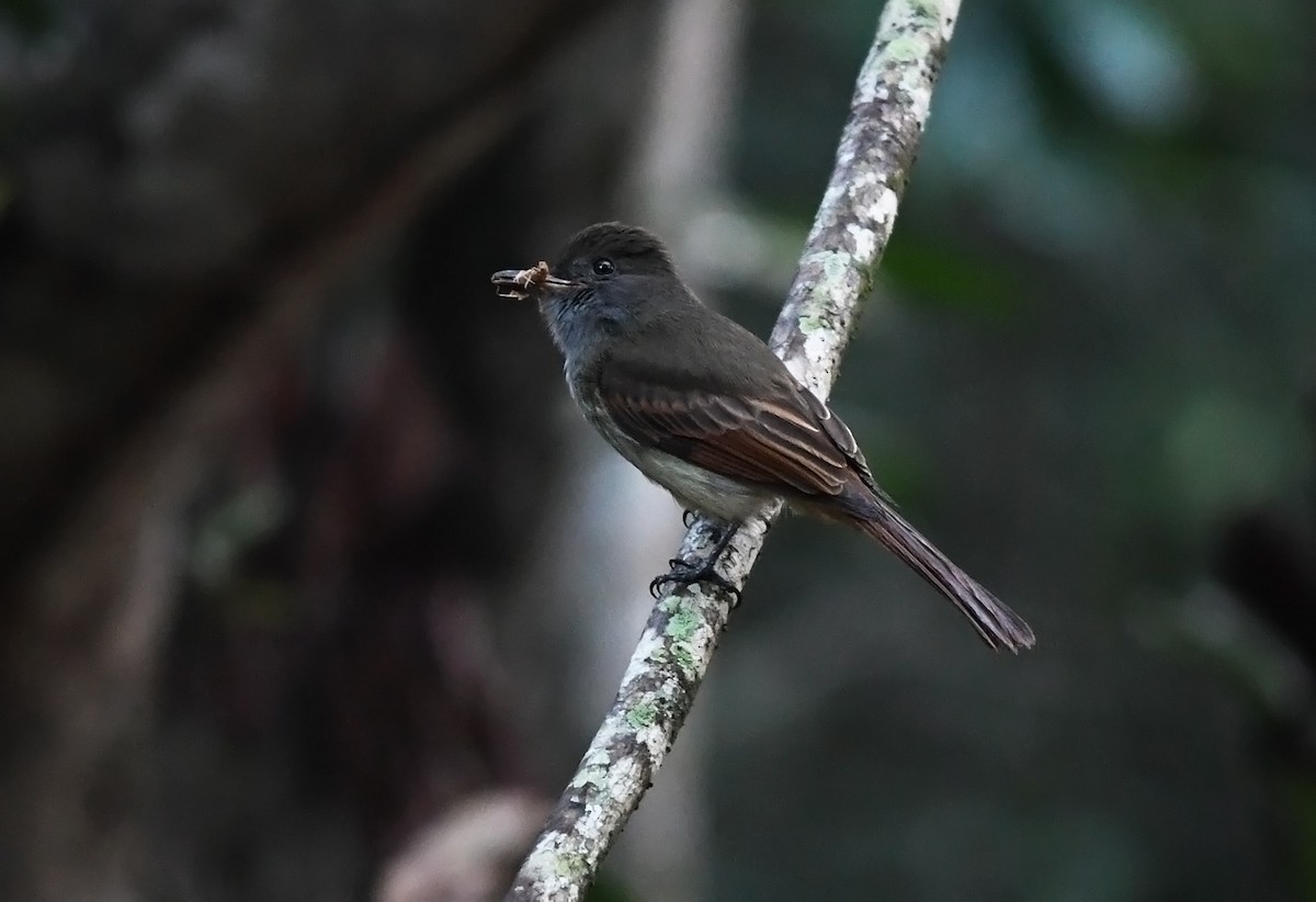 Rufous-tailed Flycatcher - ML616510283