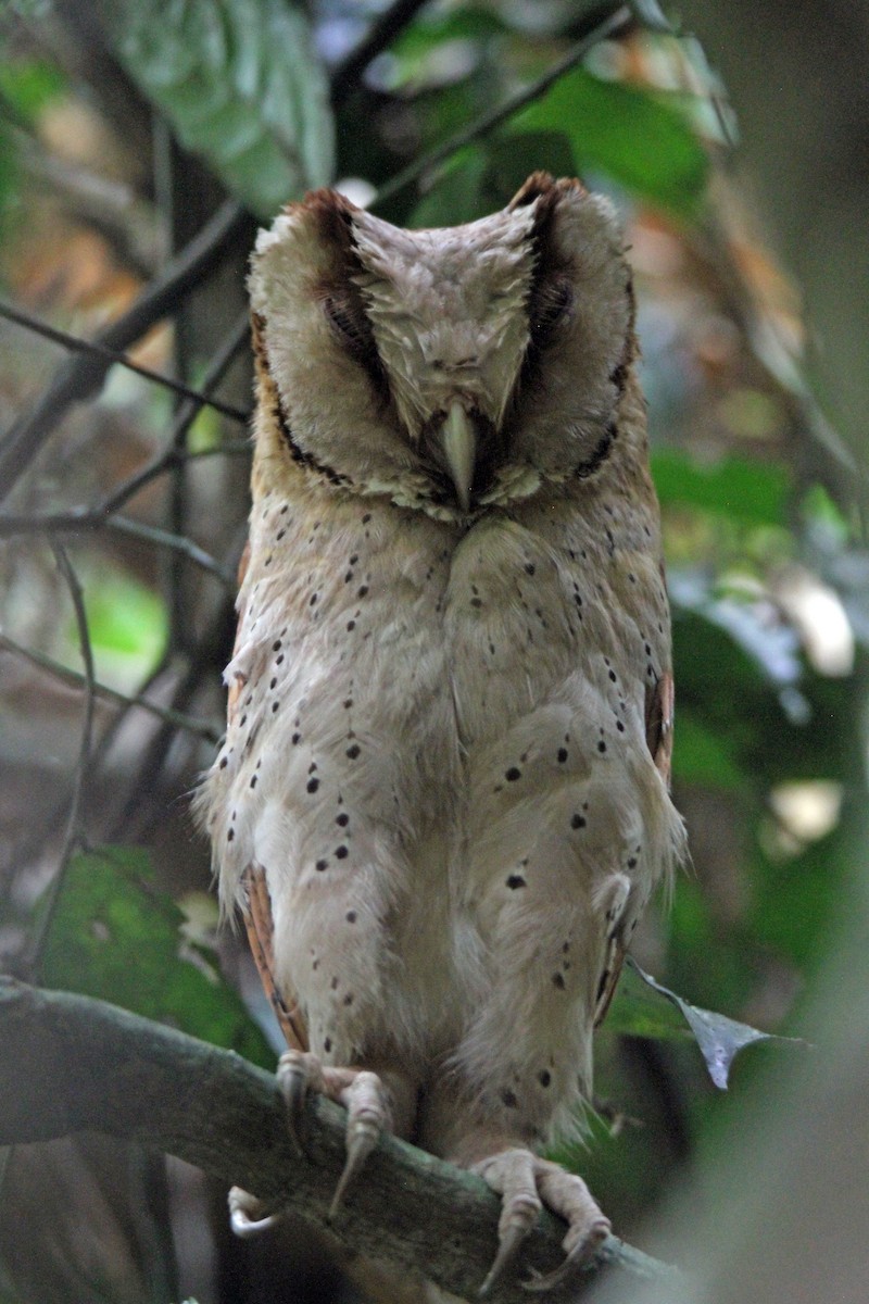 Sri Lanka Bay-Owl - ML616510290