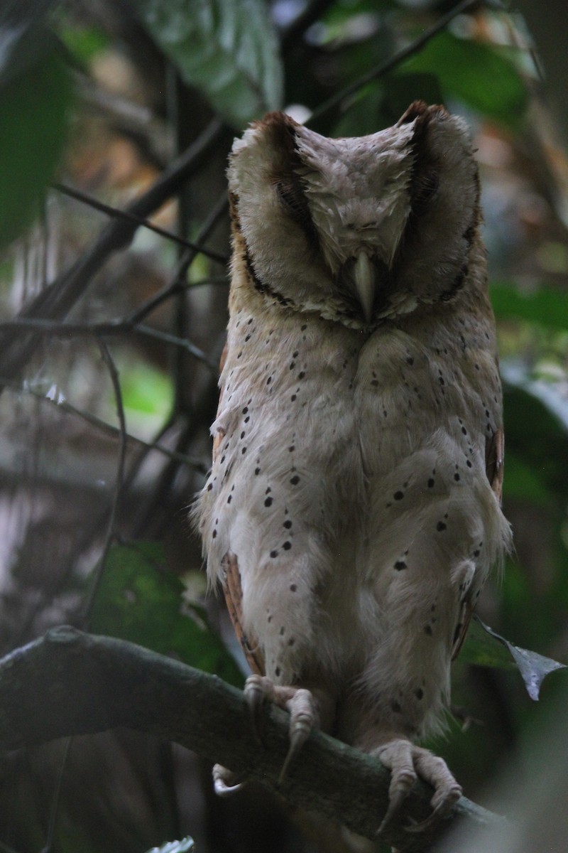 Sri Lanka Bay-Owl - ML616510291