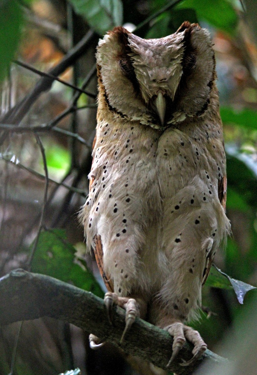 Sri Lanka Bay-Owl - ML616510331