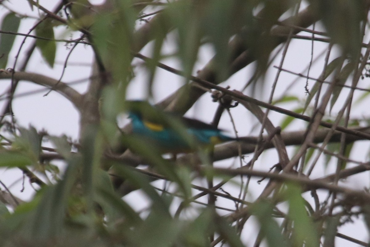 Black-faced Dacnis (Yellow-tufted) - ML616510371