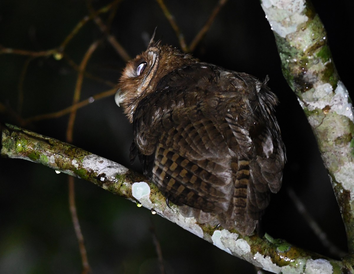 Jamaican Owl - ML616510388