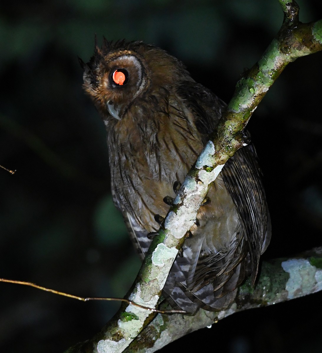 Jamaican Owl - ML616510389