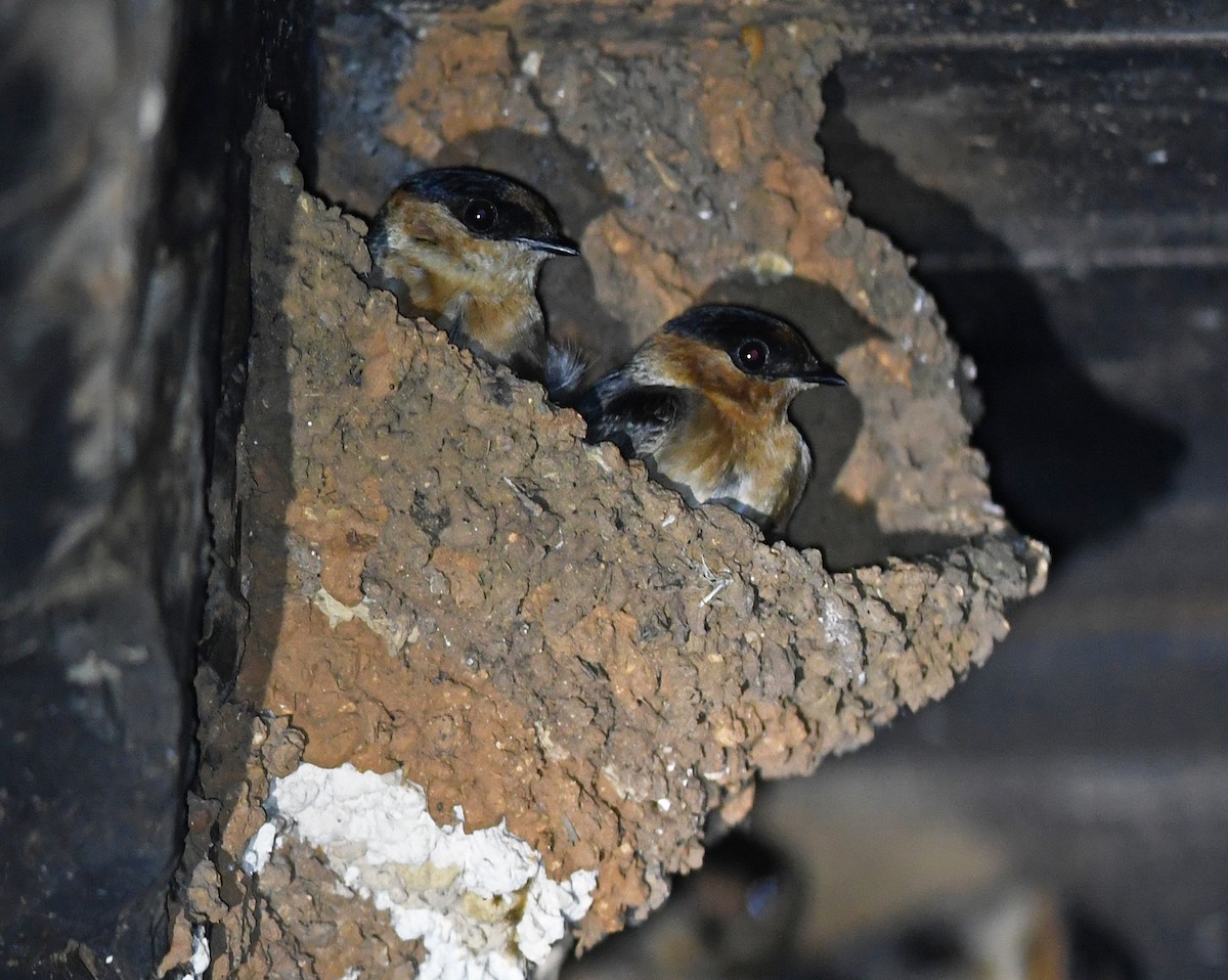 Cave Swallow - ML616510391