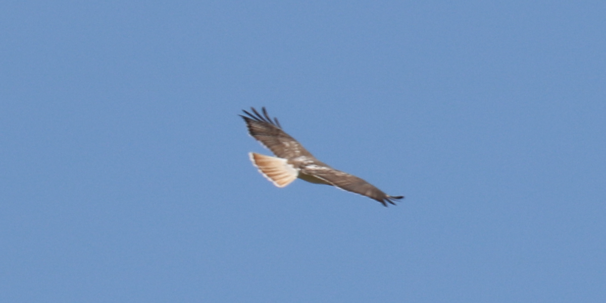 Red-tailed Hawk (Krider's) - ML616510446