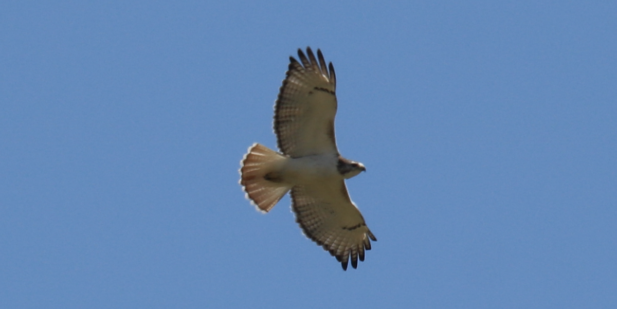 Red-tailed Hawk (Krider's) - James Wheat