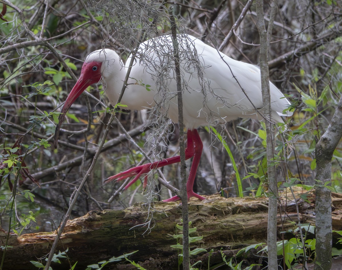 ibis bílý - ML616510466